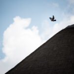 Bird flies over a mountain with blue sky and clouds behind