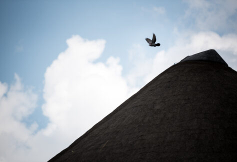 Bird flies over a mountain with blue sky and clouds behind