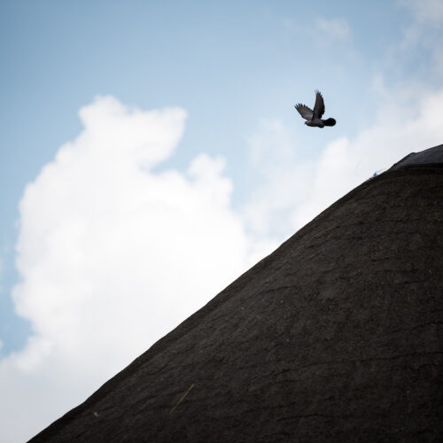 Bird flies over a mountain with blue sky and clouds behind